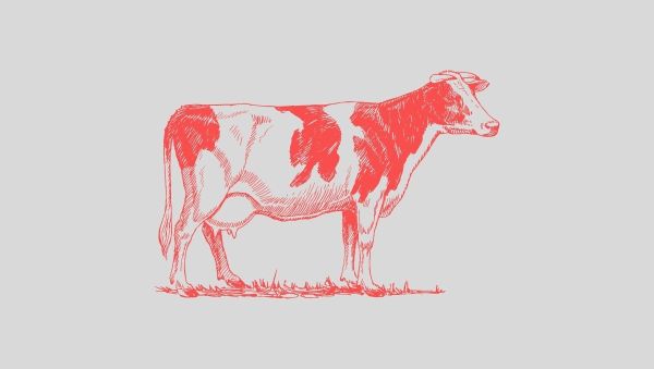 Una vaca parada en el campo.